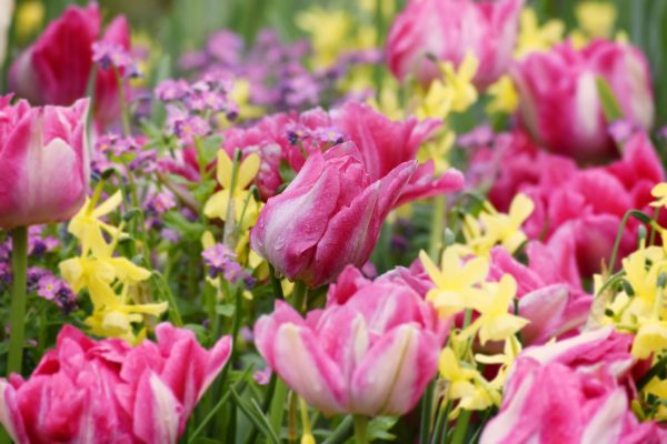 tulipes www.kianatural.com Kia Natural®️©️